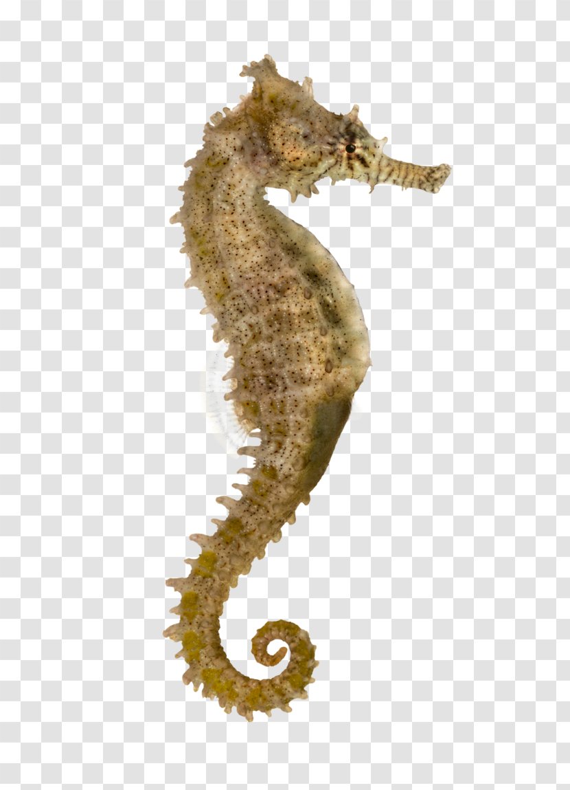 Yellow Seahorse Pacific Longsnout Syngnathidae Stock Photography - Nine Fish Transparent PNG