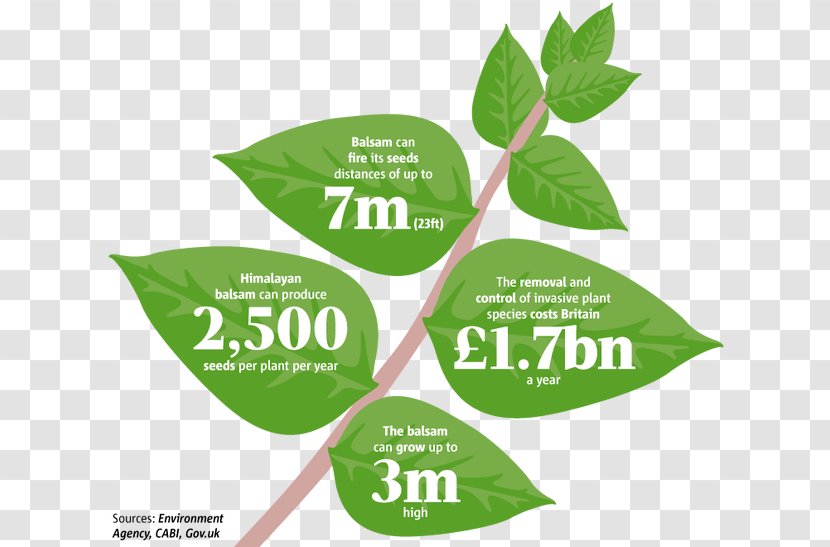 Invasive Species And Global Climate Change Plant Ecology Kudzu - Brand - Finish Spreading Flowers Transparent PNG