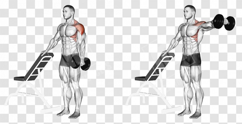 Physical Fitness Dumbbell Exercise Rear Delt Raise Front - Heart Transparent PNG