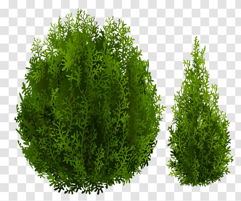 Tree Shrub Nordmann Fir - Grass - Green Transparent PNG