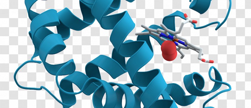 Biochemistry Protein Myoglobin Molecular Biology - Enzyme - Research Transparent PNG