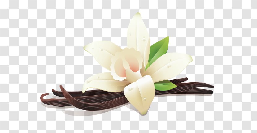 Flat-leaved Vanilla Whey Kajang Flavor - Flatleaved Transparent PNG