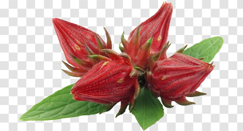 Hibiscus Tea Jamaican Cuisine Roselle Flower - Peruvian Lily Transparent PNG