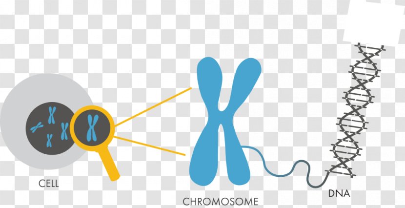 DNA Chromosome Genetics Nucleotide Cell - Text Transparent PNG