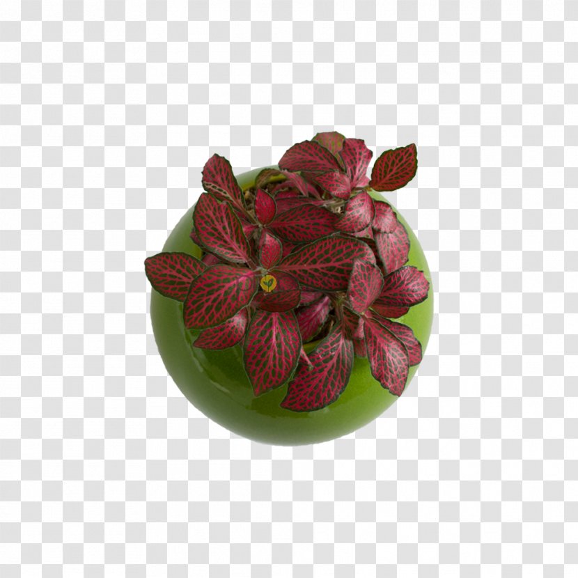 Flowerpot Magenta - Flower Transparent PNG