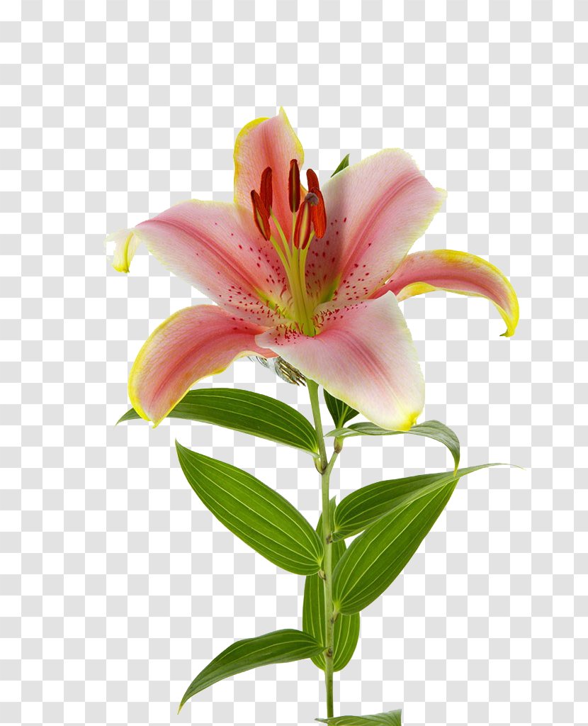 Lily Photography - Flower Arranging - Lilium Transparent PNG