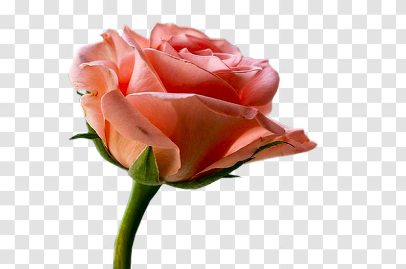 Garden Roses Floribunda Cabbage Rose Hamd Allah - Red - Kaba Pictogram Transparent PNG