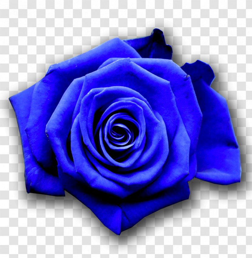 Blue Rose Flower Desktop Wallpaper - Family Transparent PNG