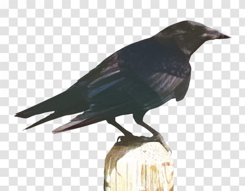 Bird Cartoon - Rook - Perching Crowlike Transparent PNG