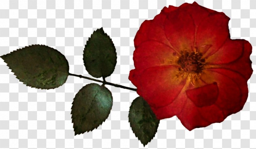 Garden Roses Clip Art Flower Floral Design - Plant - Dried Rose Transparent PNG