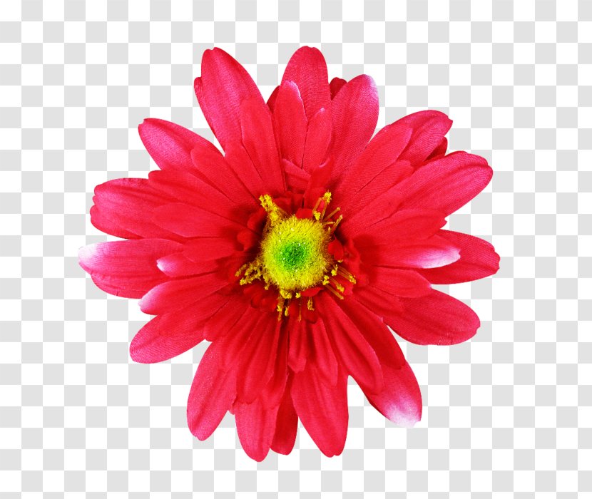 Common Daisy Pink Flowers Dahlia - Flower Transparent PNG