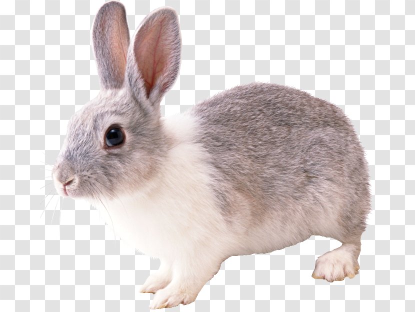 Domestic Rabbit Hare - Leporids Transparent PNG