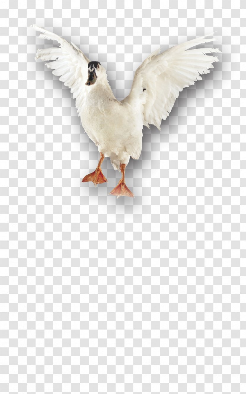 Beak Goose Cygnini Duck Bird - Water Transparent PNG