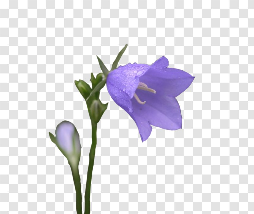 Harebell Вишивка стрічками Clip Art LiveInternet Diary - Heart - Bluebells Transparent PNG