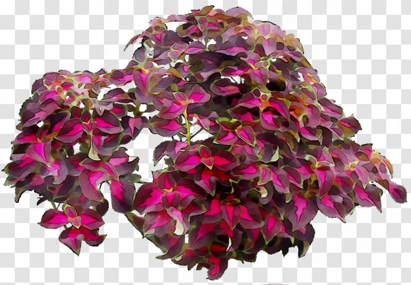 Cut Flowers Magenta Flowering Plant Plants - Fashion Accessory Transparent PNG