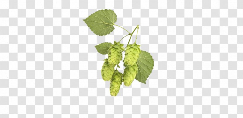 Common Hop Plant Vine Brauerei Lupulus Herb - Sleep Transparent PNG