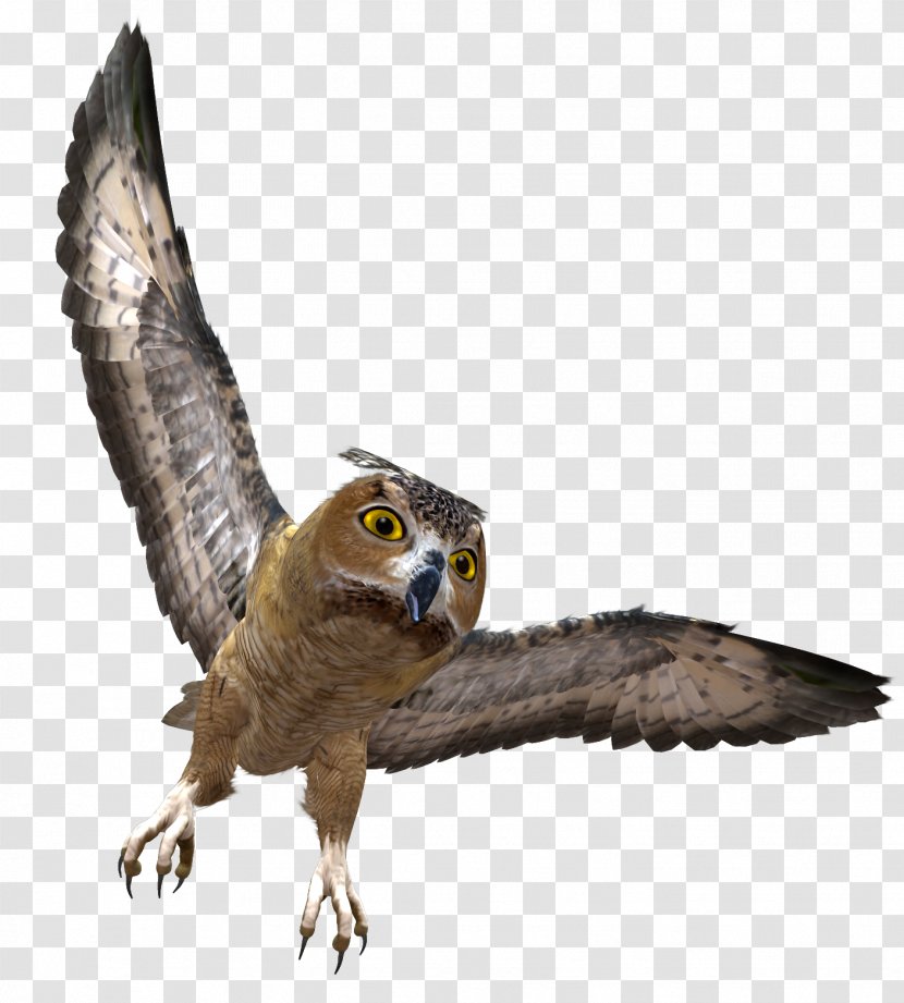 Owl Clip Art - Beak - In Flight Clipart Transparent PNG