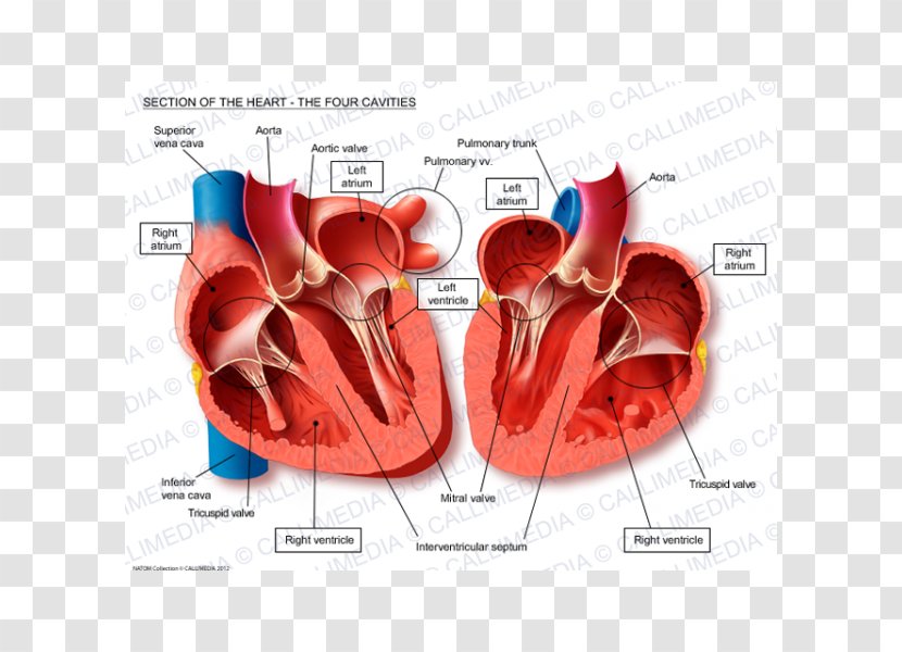 Heart Anatomy Thoracic Cavity Body Circulatory System Transparent PNG