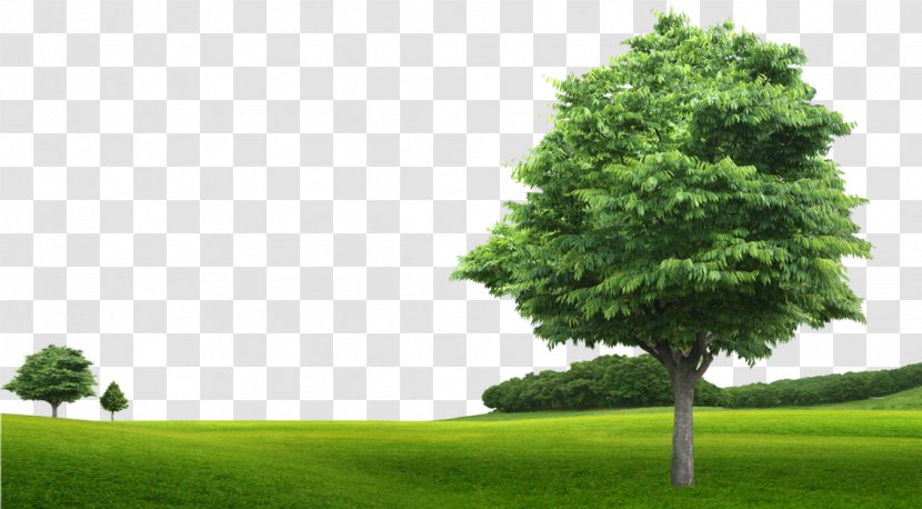 Nahj Al-Balagha Islam Morality Organization Culture - Green Grass Trees Transparent PNG