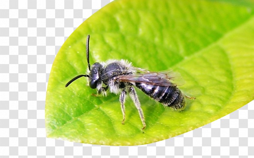 Honey Bee Galaga Bumblebee Apidae Insect - Bees On The Leaves Transparent PNG