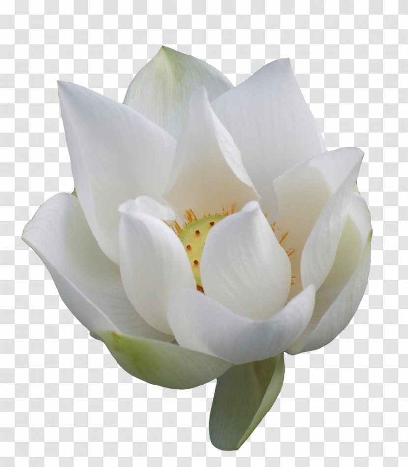 Nelumbo Nucifera Flower Clip Art - Flowering Plant - Vector Lotus Transparent PNG