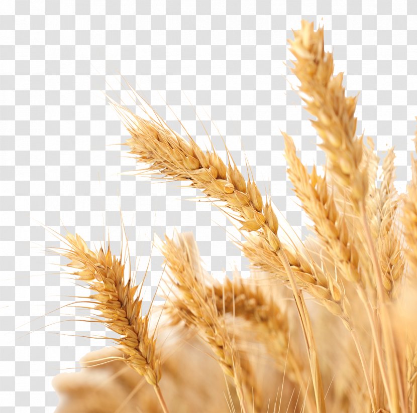Wheat Harvest Crop - Grass Family Transparent PNG