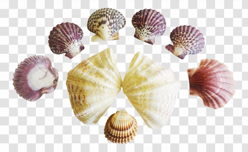 Cockle Clam Seashell Conchology Transparent PNG