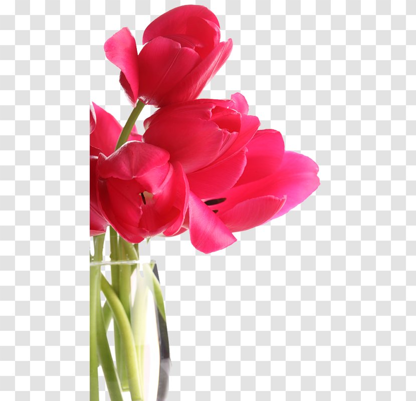 Tulip Flower Red Software - Lily Family - Tulips Transparent PNG