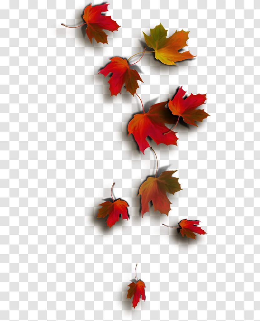 Autumn Leaf Color Maple - Orange Transparent PNG