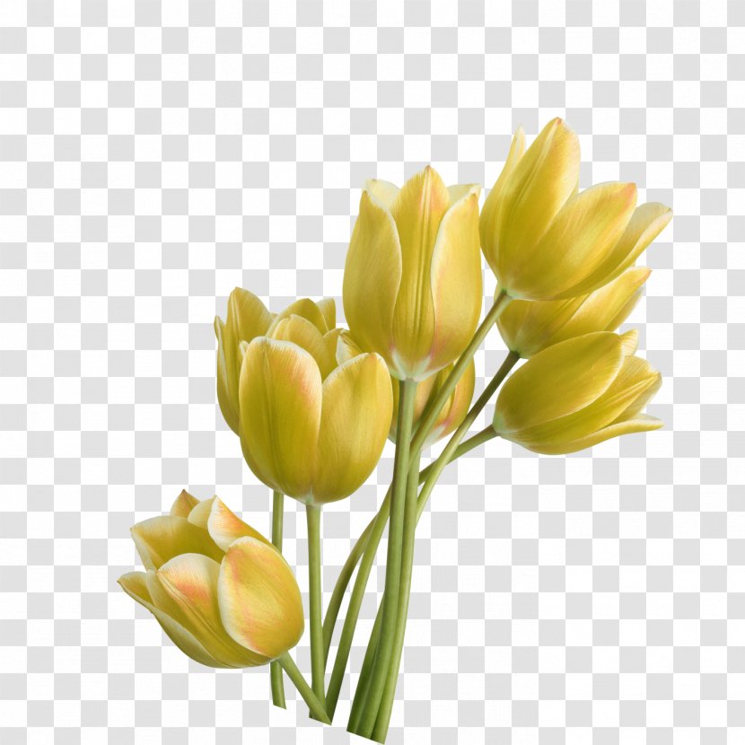 Tulip Yellow Flower - Plant Transparent PNG