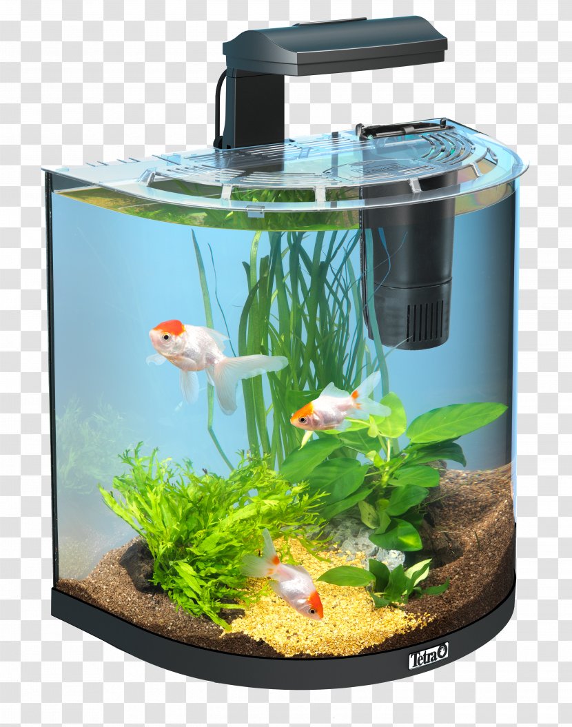 Goldfish Aquarium Coldwater Fish Tetra Fishkeeping - Decoration Transparent PNG