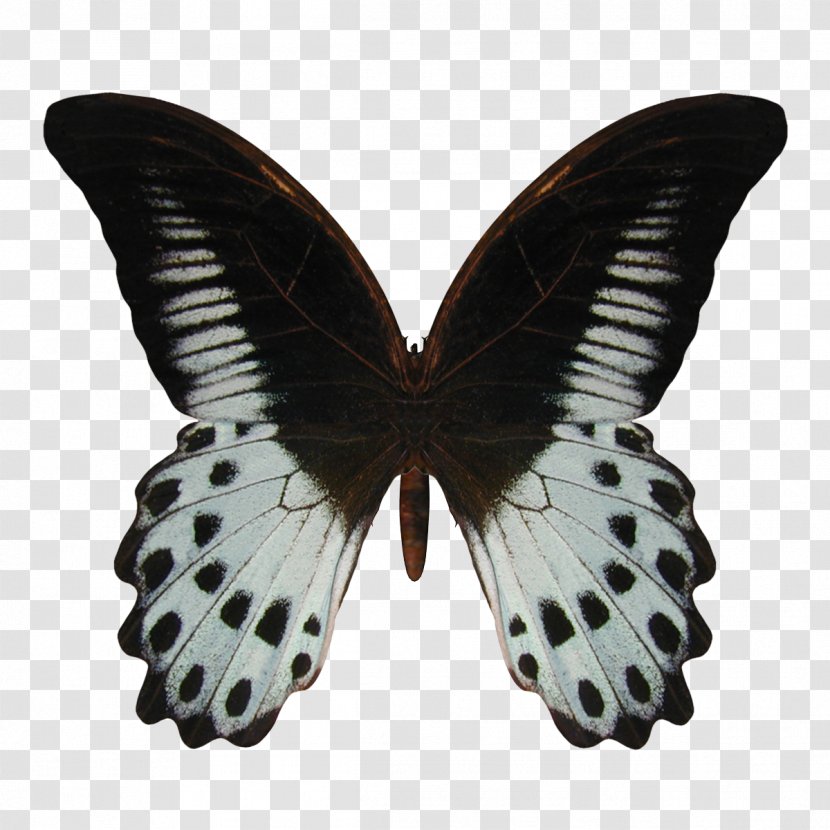 Old World Swallowtail Butterfly Stock Photography Illustration Image - Papilio Polymnestor - Vlinder Pattern Transparent PNG
