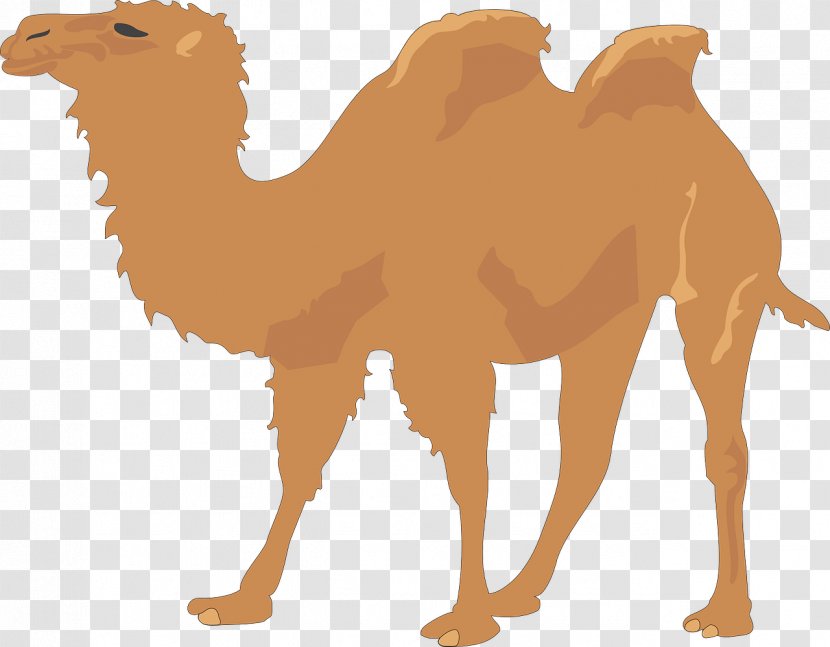 Dromedary Bactrian Camel Clip Art - Arabian - Brown Transparent PNG