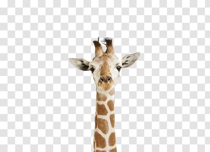 Giraffe Drawing Child Poster - Animal Print Transparent PNG