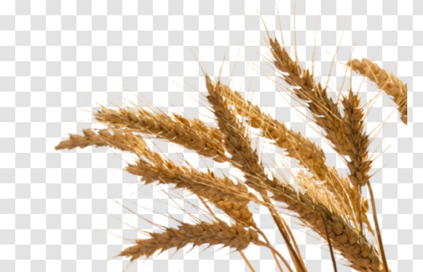 Emmer Rye Oil Einkorn Wheat Sprouting - Poales Transparent PNG