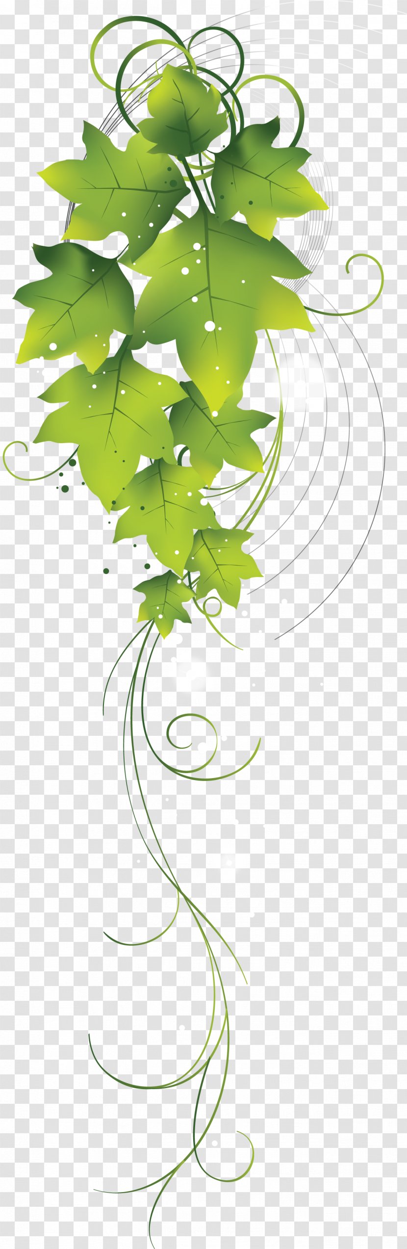 Green Drawing Leaf - Freeware - Vines Transparent PNG