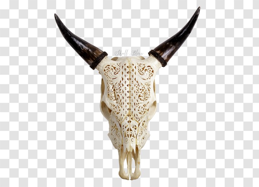 Skull Horn Cattle Head Animal Transparent PNG