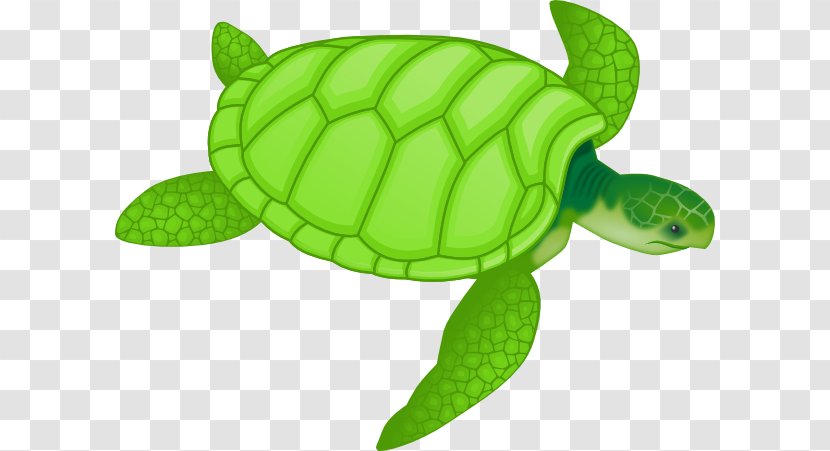 Green Sea Turtle Drawing Clip Art - Free Content - Animal Transparent PNG