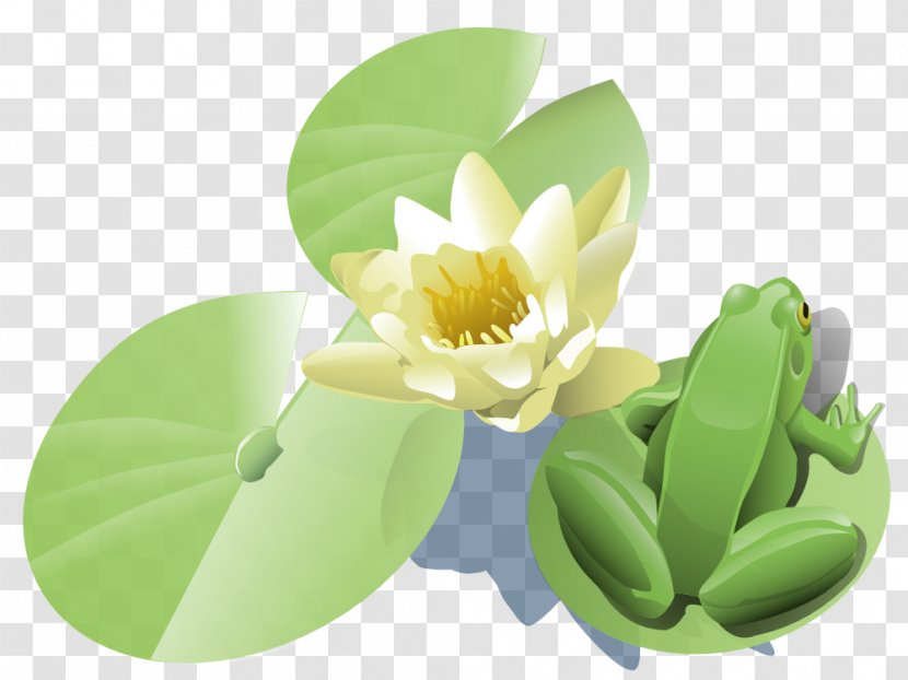 Water Lily Clip Art - Green - Frog Pics Transparent PNG