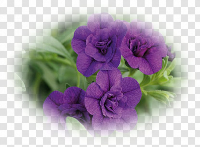 Calibrachoa Annual Plant Petunia Garden - Violet Family - Petunias Transparent PNG
