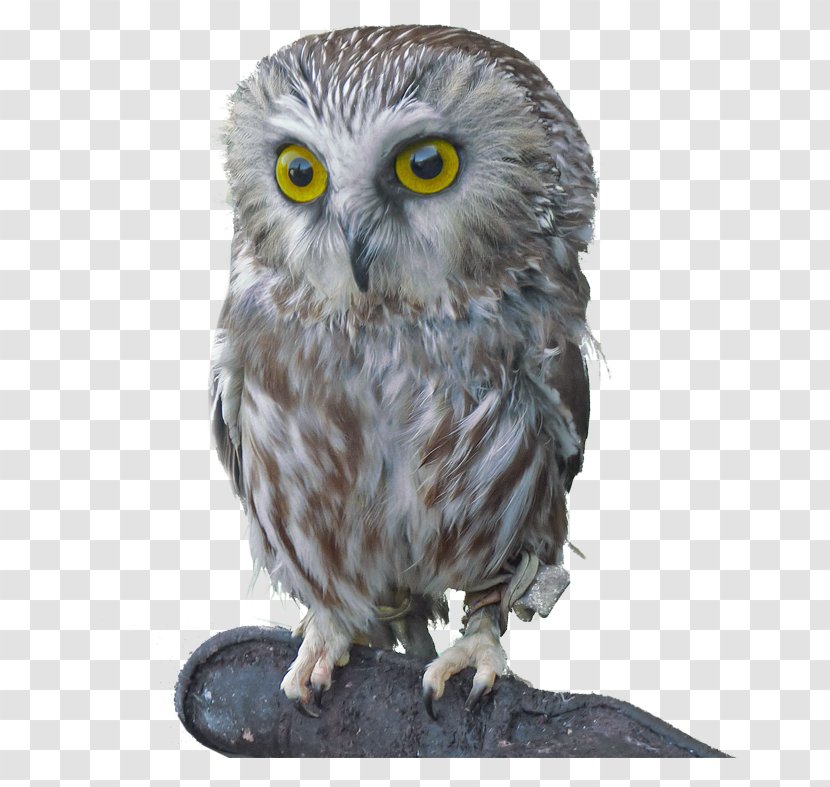 Northern Saw-whet Owl Bird Of Prey Great Grey - Animal - Summer Background Free Download Transparent PNG