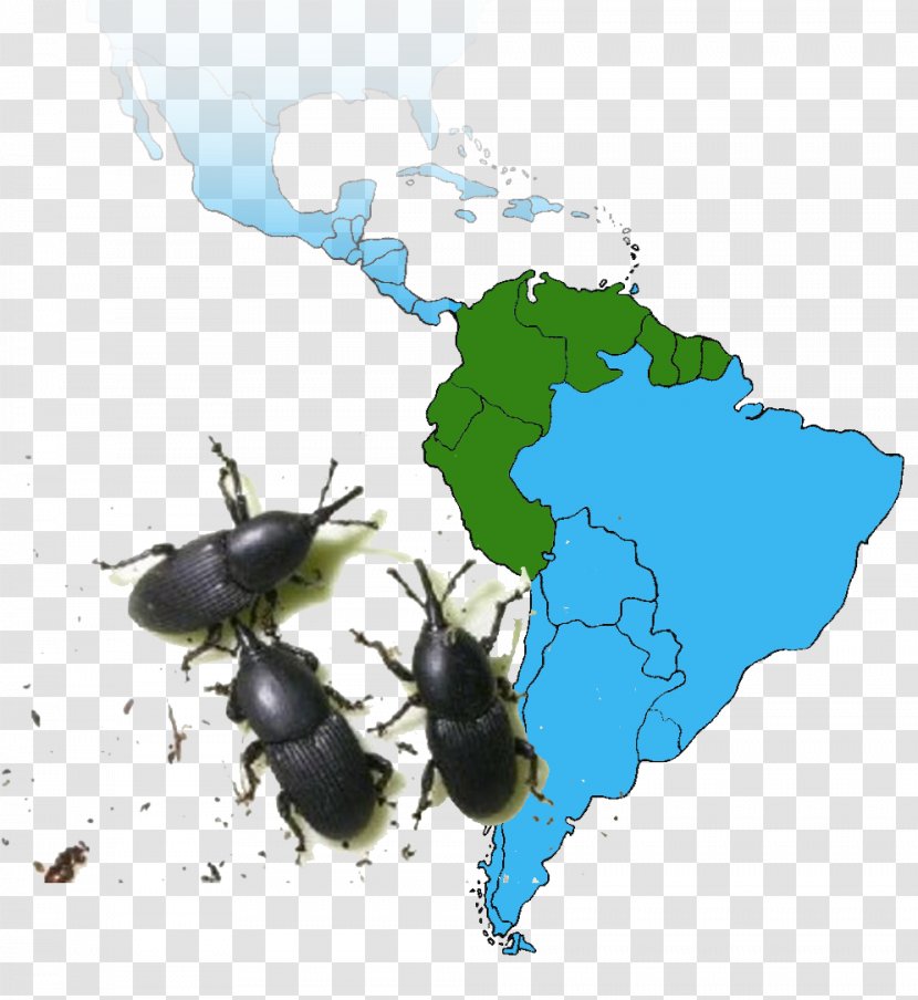 National University Of Colombia Beetle Rhynchophorus Ferrugineus Invasive Species Promosul Meeting Autos Former Sierra - Bee Transparent PNG