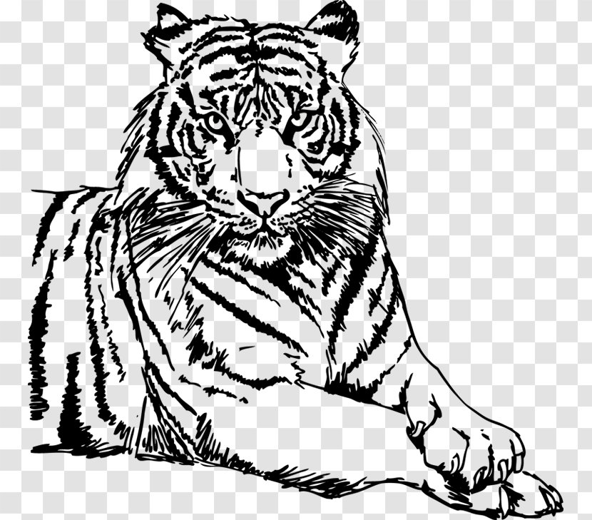 Drawing White Tiger Clip Art - Watercolor - Tigre Animado Transparent PNG