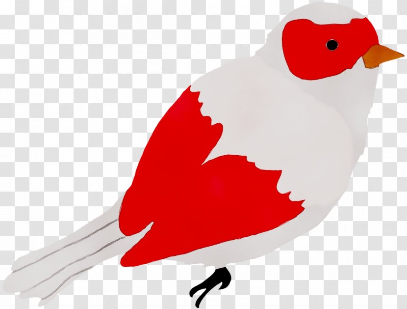 Clip Art Beak Illustration Feather Chicken As Food - Redm Transparent PNG
