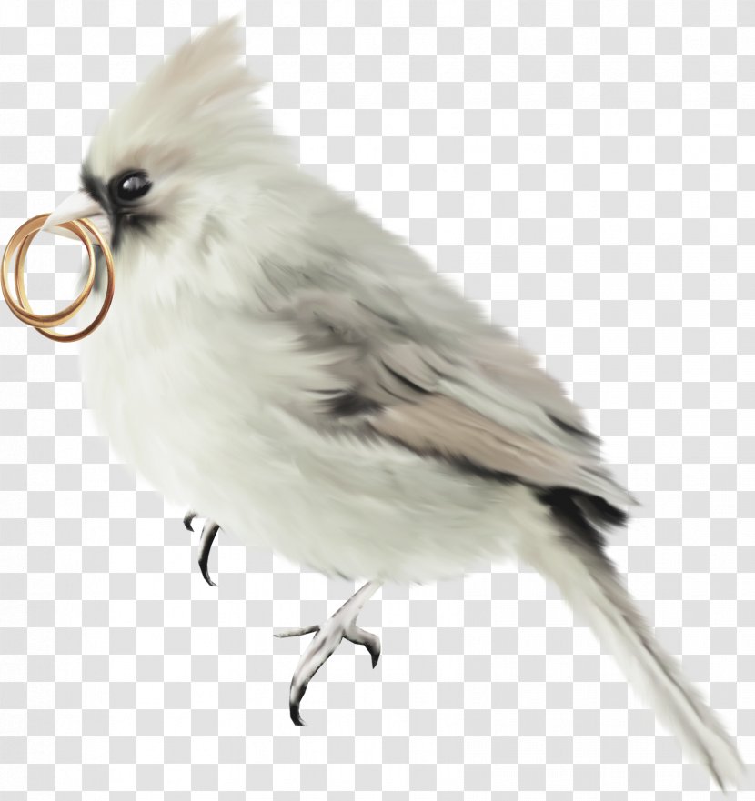 Parrot Bird Feather - Birds Metal Ring Transparent PNG