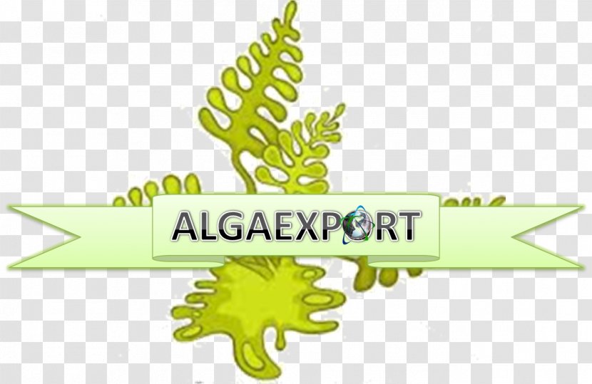 Algae Leaf - Stock Photography Transparent PNG