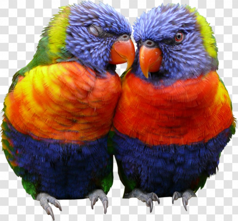 Lovebird Amazon Parrot Cockatiel Cockatoo - Perico Transparent PNG