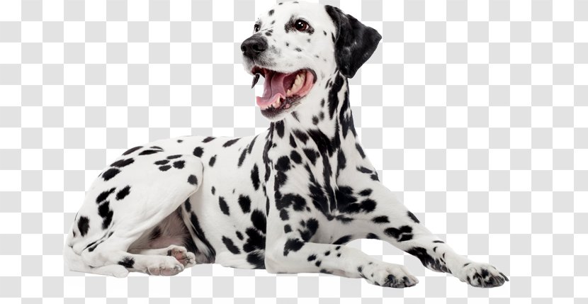 Dalmatian Dog Breed Companion Puppy Non-sporting Group Transparent PNG