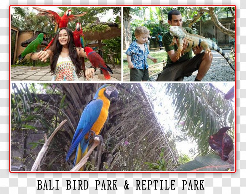 Macaw Fauna Beak Leisure Vacation - Parrot Transparent PNG