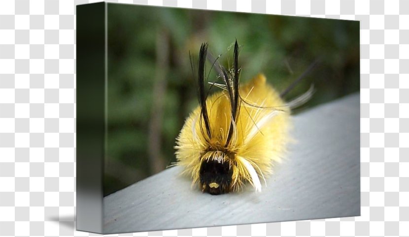 Honey Bee Bumblebee Pollen - Fuzzy Caterpillar Transparent PNG